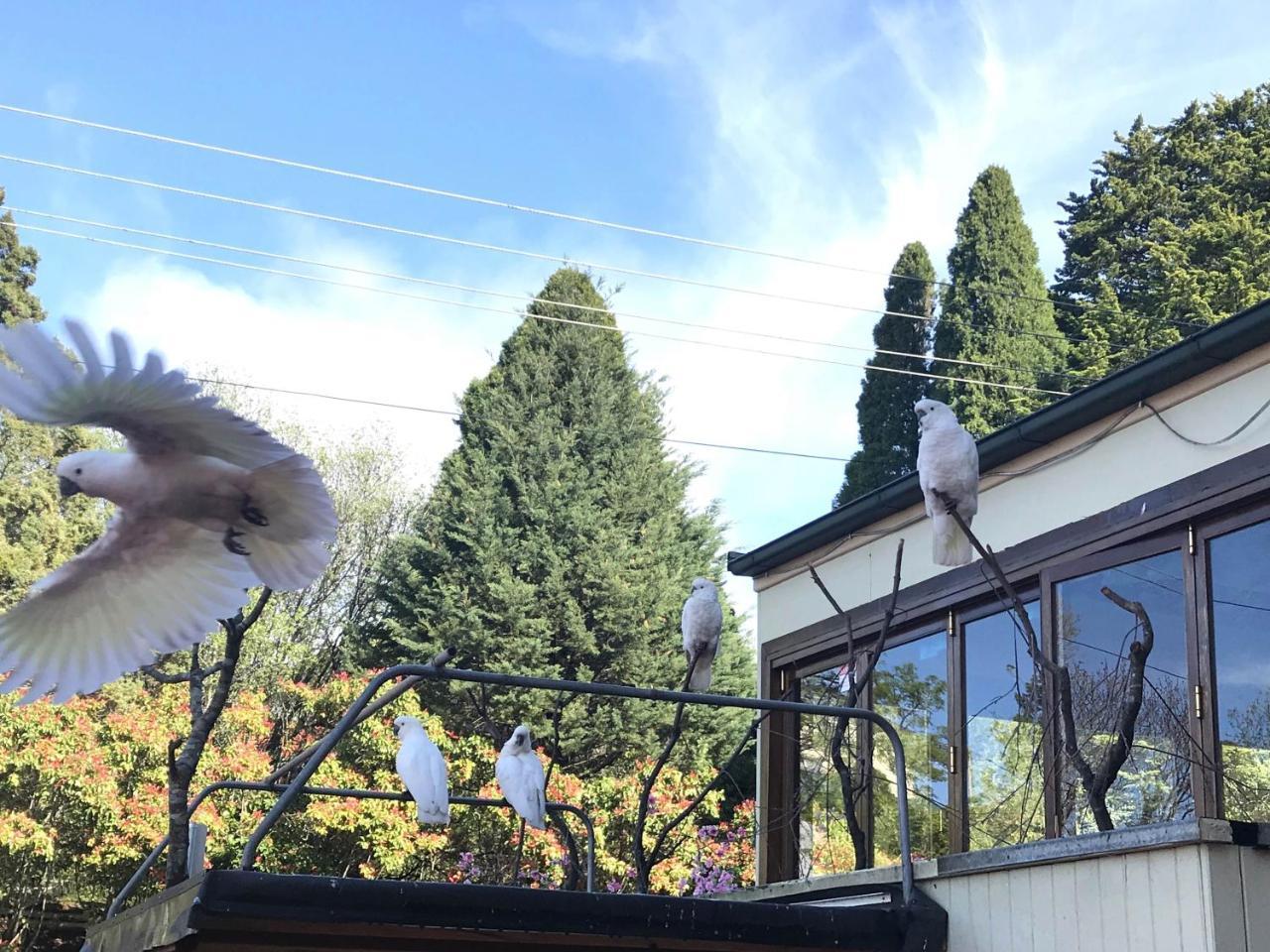 カトゥーンバ クラレンドン バジェットモーテル エクステリア 写真